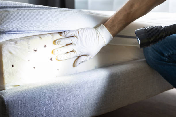 Best Pest Removal Services  in Springville, IA