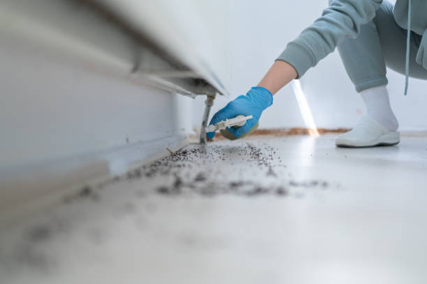 Best Cockroach Control Services  in Springville, IA